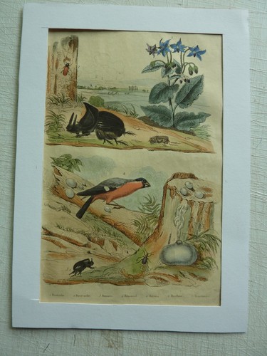 Gravure couleurs xixe - couleurs,