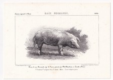 Porc Cochon Race Normande Écouché Orne  Chéradame Boucherie Charcuterie Pig 1855