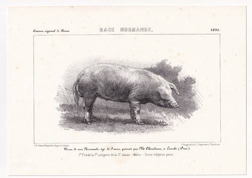Porc cochon race normande - porc,