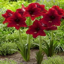 Hippeastrum Bulbes Hippeastrum