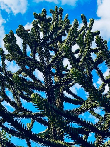 Araucaria araucana - ,