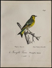 1830 - Tarin des aulnes - Lithographie ancienne d'oiseau (Ornithologie) couleur