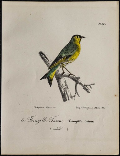 1830 tarin des aulnes - tarin,