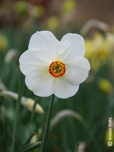 Narcissus poeticus actaea - narcissus,