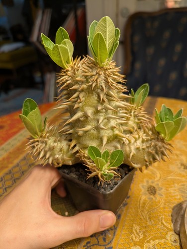 Pachypodium densiflorum