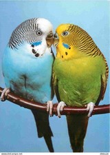 Animals - Birds - Wavy Parakeet - Budgie - Melopsittacus undulatus -