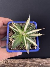 RARE! Agave Horrida Mediopicta