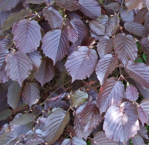 Noisetier pourpre corylus - pourpre, (corylus