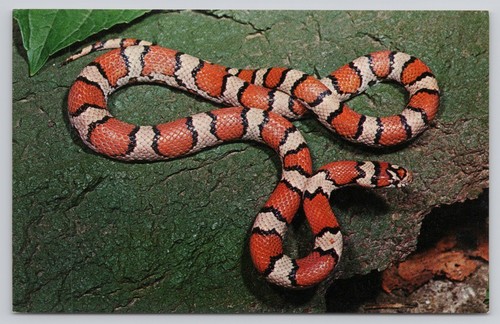 Colorful red milk snake - colorful,