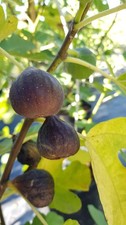 Ficus carica 'Brown Turkey' /