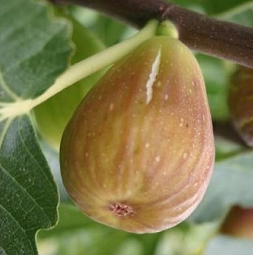 Figuier ficus carica - figuier,