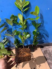 Laurier-cerise Novita 30–70