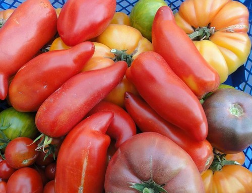 Graines tomates bio - graines,