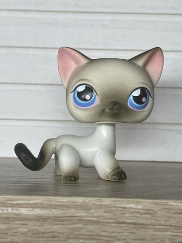 Petshop european cat - 💖🌺petshop,