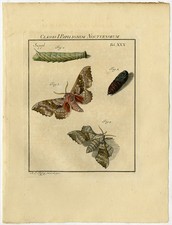 Antique Print-LARENTIA CLAVARIA-MALLOW MOTH-30-Rosel van Rosenhof-1765