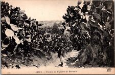*66038 postcard Algeria - Oran - chemin de Figuiers