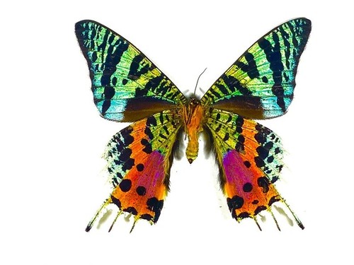 Wings open madagascar - wings,