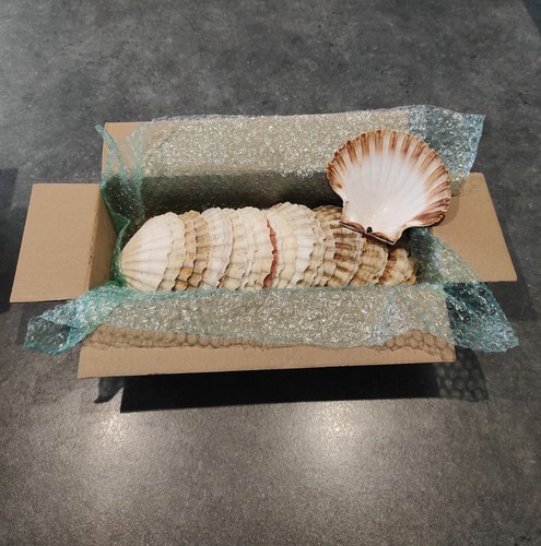 Lot coquilles saint jacques - coquilles,