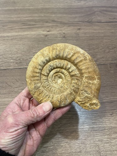 Nautile ammonite origine - ammonite,
