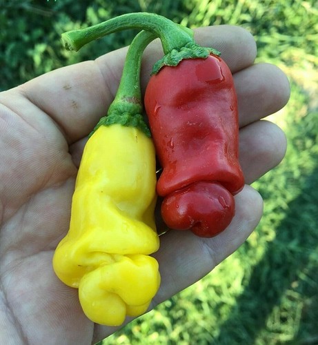 Piment peter pepper - piment, jaune