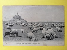 CP France MONT St MICHEL 1100 Marches Les Prés salés HOCK OF SHEEP lambs