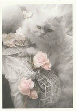 Carte postale chat persan chat