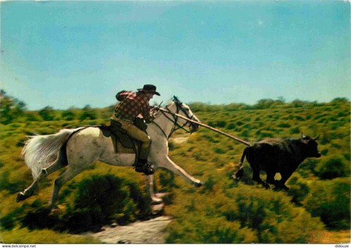 Carte postale camargue - carte,