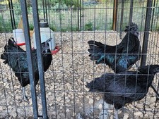 Ayam Cemani Chicken Hatching