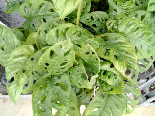 Philodendron monstera monkey - monstera,
