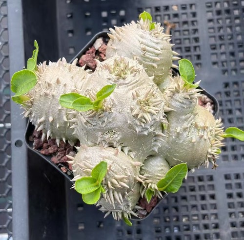 Raresucculent plant - raresucculent,