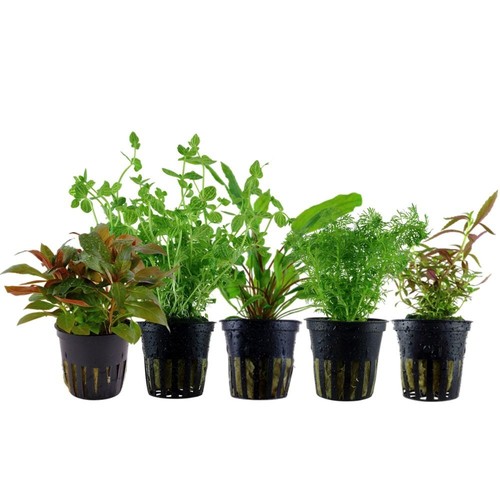 Ensemble plantes avec - ensemble,