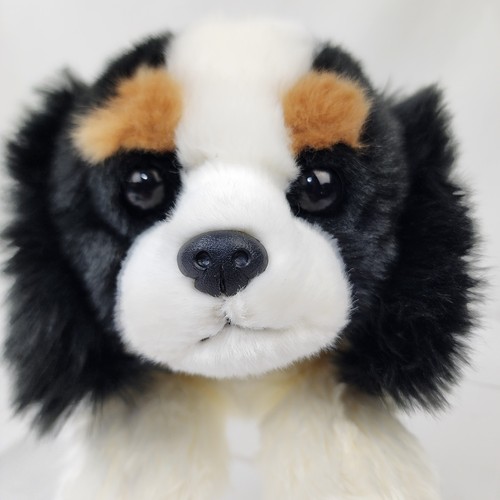 Aurora cavalier king - aurora,