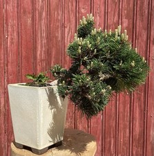 BONSAÏ CASCADE PIN THUNBERGII