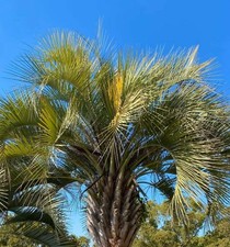 Butia capitata - Palmier à
