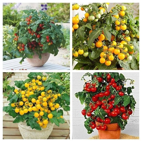 Paquet tomates naines - de,