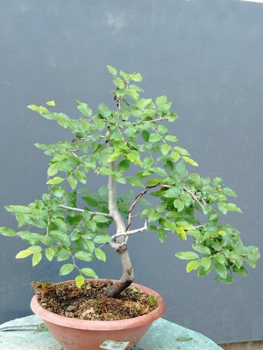 Bonsaï carpin blanc - , 37