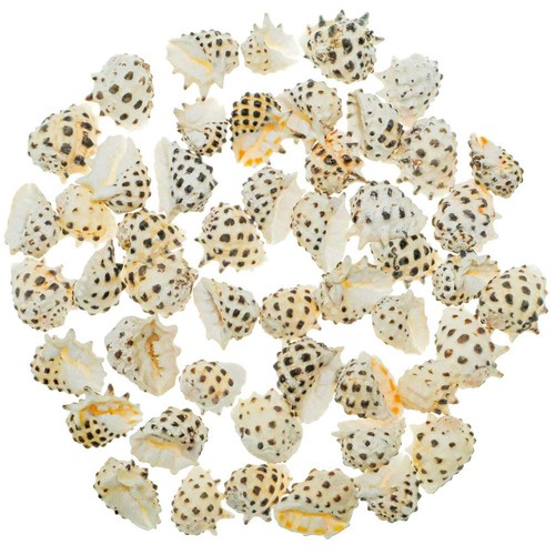 Coquillages drupa ricina 1 5 - coquillages,