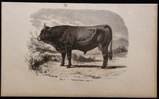 1860 - Taureau d’Aubrac - Gravure ancienne & bovins - Massif central (France)