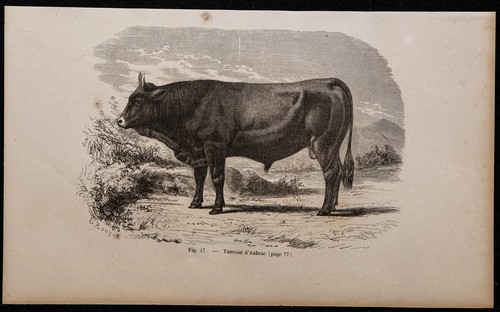 1860 taureau aubrac - 1860,