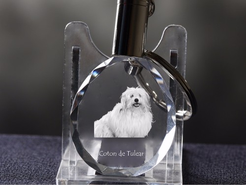 Coton tuléar chien - de,