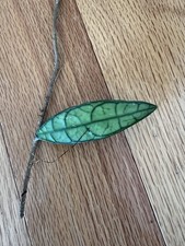 Rare Hoya Sukhirin  Narrow Petite Sword Edge Finlaysonii Cutting Only