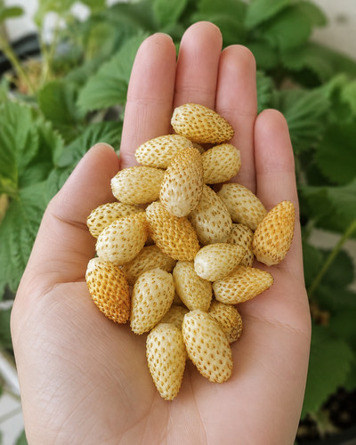 Fragaria vesca yellow cream - fragaria, cream'