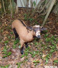 NEW Lamb Lamb Lamb Kid Baby Naturalized Taxidermy Curiosity No.25