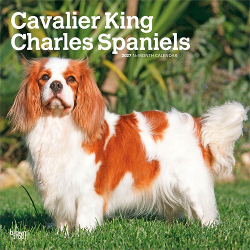 Cavalier king charles spaniels - cavalier,