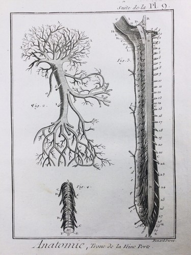Angiologie 1779 anatomie - 1779,