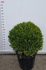 PLANTE DE BUXUS FAULKNER EN