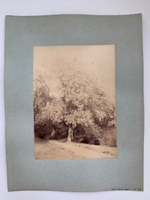 PHOTO ALBUMINE CHEMIN