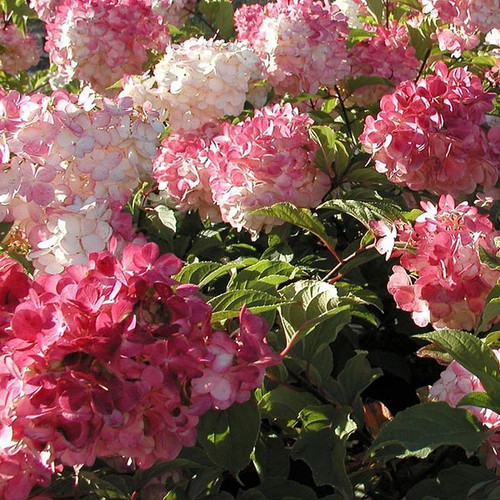 Hydrangea paniculata vanille - paniculata, 'vanille