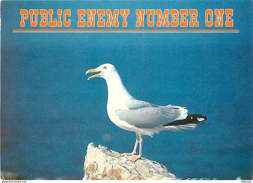 Carte postale animaux - carte,