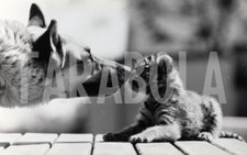 Photo de presse vintage Berger Allemand Trouve Trois Chiots Tigre, 1987, tirage